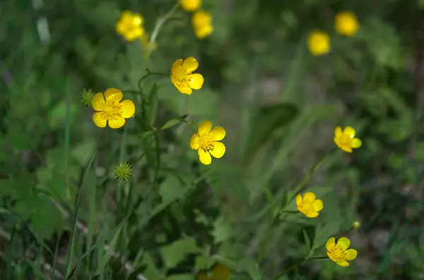 Sárga tavaszi virágok, a fű — Stock Fotó