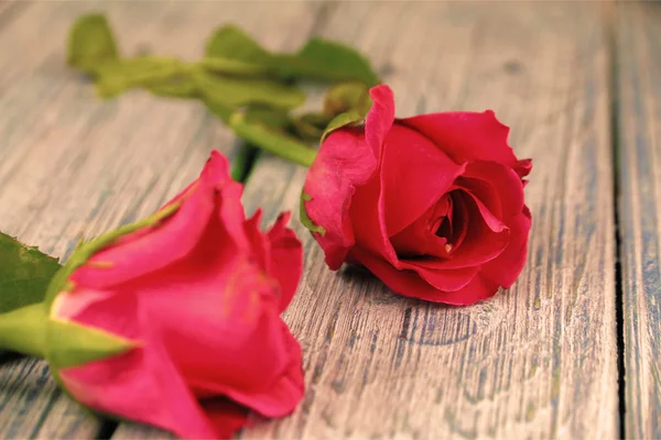 Różowa róża na drewnianym tle w stylu vintage. — Zdjęcie stockowe