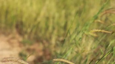 çiçekler rüzgarda sway