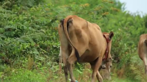 Азіатський рідного великої рогатої худоби — стокове відео