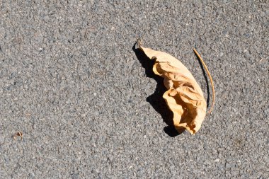 Yerdeki kuru yapraklar.