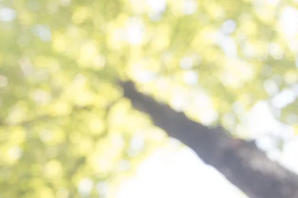 Naturen oskärpa bakgrund. — Stockfoto