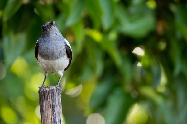 Птах, що стоїть з деревом — стокове фото