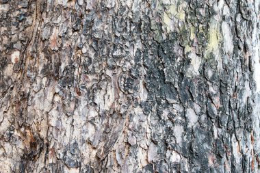 İncir ağacı kabuğu.