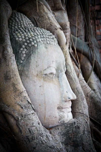 扫管笏玛哈泰寺，大城府，泰国佛头 — 图库照片