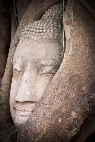 扫管笏玛哈泰寺，大城府，泰国佛头 — 图库照片