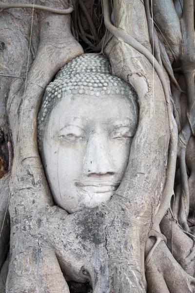 Głowa Buddy w wat mahathat, ayutthaya, Tajlandia — Zdjęcie stockowe
