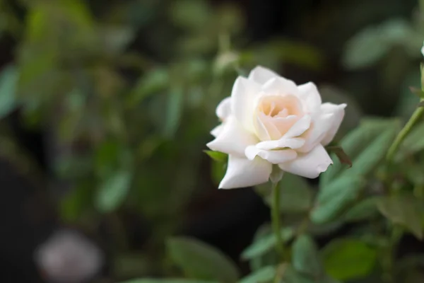 Trandafir alb . — Fotografie, imagine de stoc