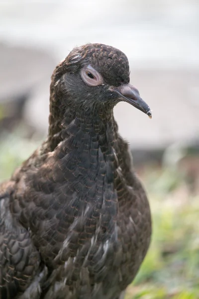 Pigeon bird — Stock Photo, Image