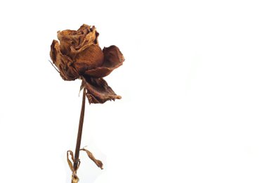 Kuru gül izole arka plan üzerinde