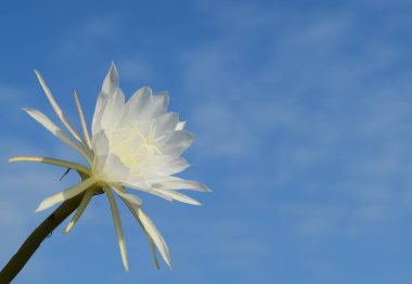 Güzel Epiphyllum Anguliger çiçeği mavi gökyüzü arka planında.