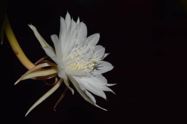 Siyah arkaplanda beyaz Epiphyllum Anguliger çiçeği.