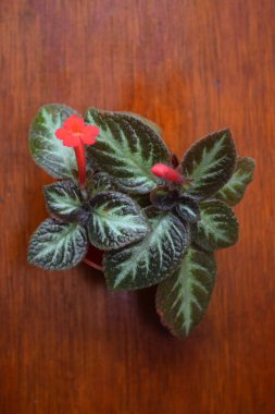Flower and Plant, Episcia veya Flame Violet Bitkileri kahverengi bir arka planda. Üst görünüm.