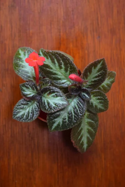 Flower and Plant, Episcia veya Flame Violet Bitkileri kahverengi bir arka planda. Üst görünüm.