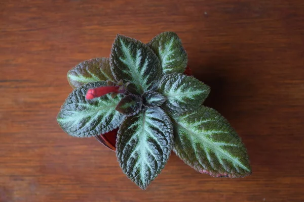Kahverengi arkaplanlı Episcia ya da Flame Violet Bitkileri. Üst görünüm.
