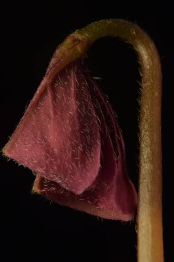 Yeni bir yaprak olan oxalis triangularis genellikle mor yonca ya da sahte yonca olarak adlandırılır..