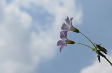 Mavi arka planda Sahte Yonca çiçeğine yaklaş.