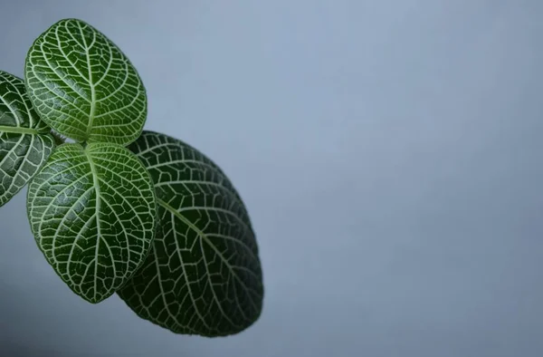 Beyaz arka planda tropik fittonik bitki yaprağı. Fittonia, yapraklarının güzelliğiyle tanınan çok şirin bir bitki türü..