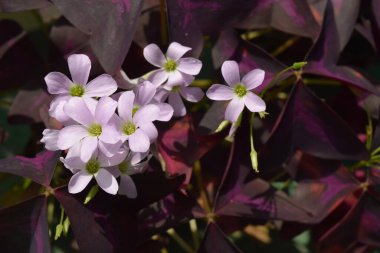 Flower Oxalis nirengi (Mor yonca) )