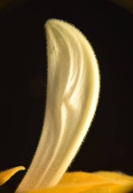 Siyah arka planda, beyaz, çiçek açan bir lolipop bitkisinin yakın çekimi..