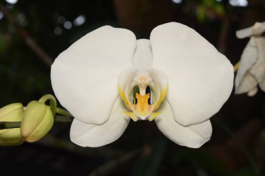 Beyaz bir falaenopsis orkidesinin zarif tek çiçeği..