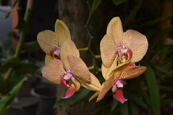 Phalaenopsis orkidelerinin güzel çiçekleri bulanık arka planda.