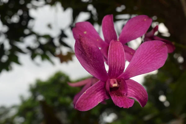 Elegant flower of a purple phalaenopsis orchid.