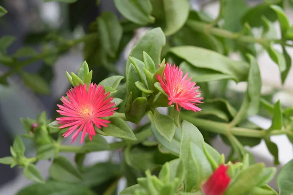 Güzel Aptenia cordifolia kalp yaprağı buz gibi bebek güneş gülü çiçek açar.