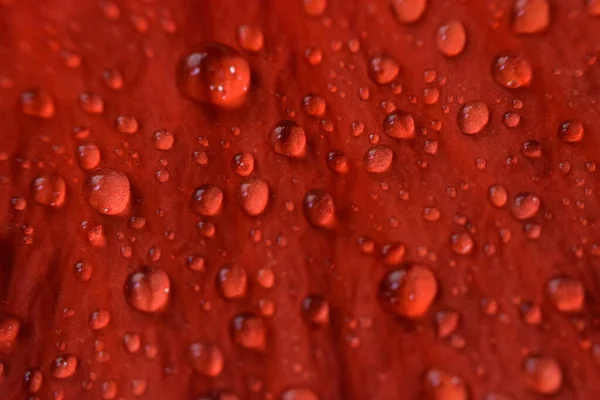 Hibiscus 'un çiçek yapraklarının üzerine su damlatıyor. Doğal arkaplan.