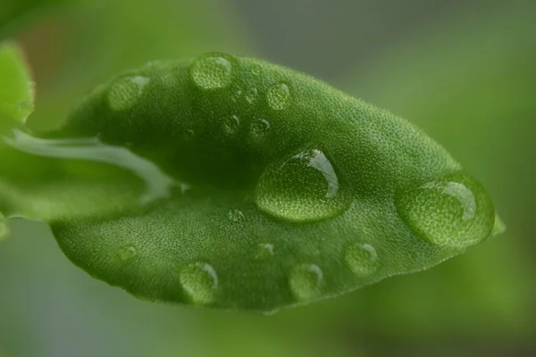 Foto Hojas Mojadas Por Lluvia Aptenia Cordifolia Leaf Esta Foto —  Fotos de Stock