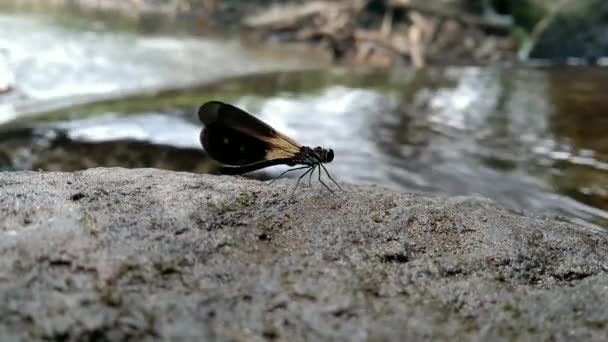 Extremely Close Blue Dragonfly Dragonfly Sitting River Bank — Stock Video