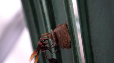 Bir çömlekçi eşekarısı (Delta konoideumu) ve yuvası.