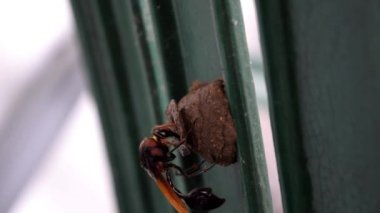 Bir çömlekçi eşekarısı (Delta konoideumu) yuvasını yapar ve karnını yuvaya yerleştirir ve 1-2 yumurta bırakır..