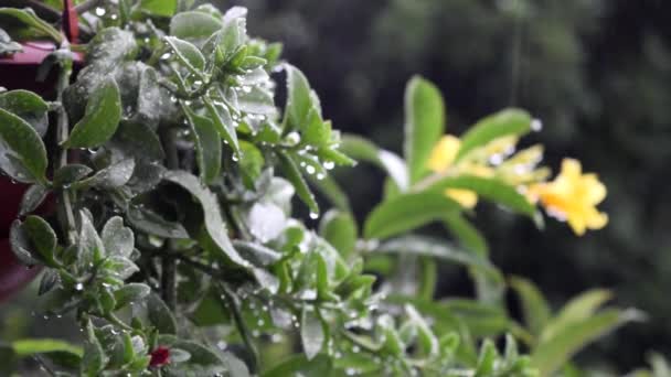 Зеленый Aptenia Cordifolia Растения Капли Дождя Проливной Фон — стоковое видео