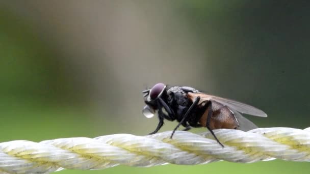 Une Mouche Régule Ses Besoins Fluides Souffle Des Bulles — Video