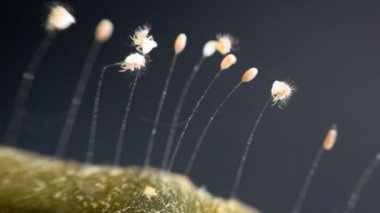 Lacewing yumurtaları çatlar. Yeşil Lacewings 'in larva aşamaları doymak bilmez besleyicilerdir. Genellikle onlara Yaprak Aslanları denir..