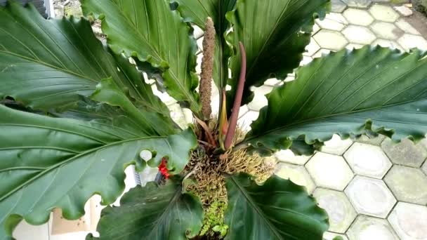 Anthurium Plowmanii Una Maravillosa Planta Tolerante Sequía Con Hojas Verdes — Vídeos de Stock