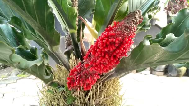 Semillas Anthurium Plowmanii Anthurium Red — Vídeos de Stock