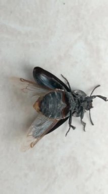 Böcek ters dönmüş ve kanatlarını açmış..