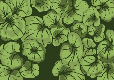 Pelargonium yaprakları yazı andırıyor