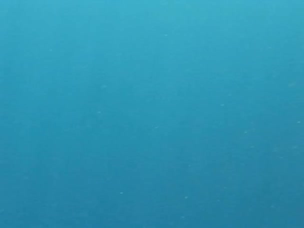 Mundo submarino del Mar Rojo — Vídeo de stock