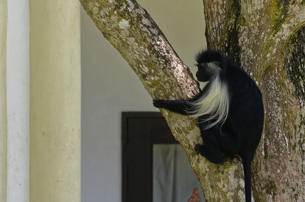 Uitziende aap op de boom — Stockfoto
