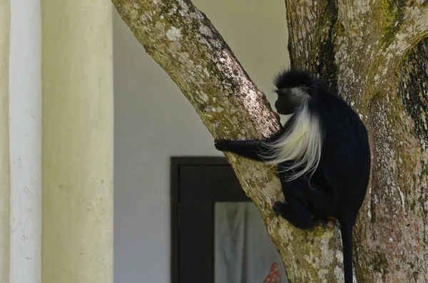 Regardez singe sur l'arbre — Photo