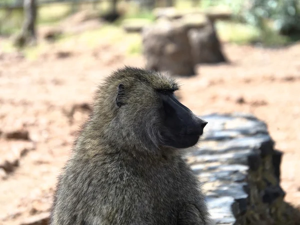 Uitziende aap — Stockfoto