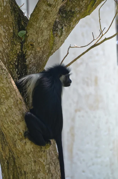 Mirando mono en el árbol — Foto de Stock