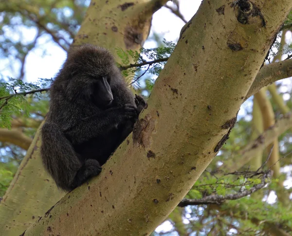 Uitziende aap op de boom — Stockfoto