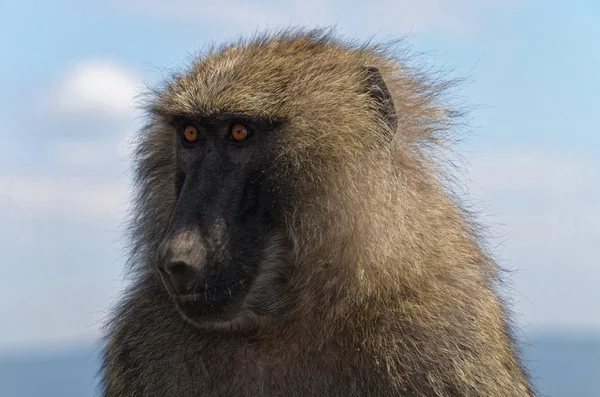 Macaco olhando — Fotografia de Stock