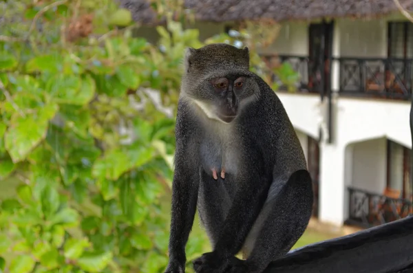 Мавпа на балконі — стокове фото