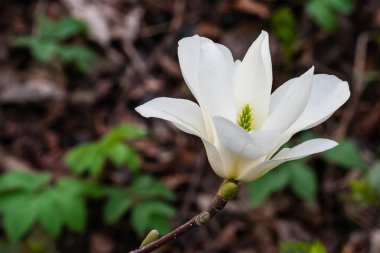 Bahar Manolya çiğ damlaları ile