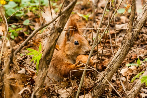 Egy anya mókus — Stock Fotó